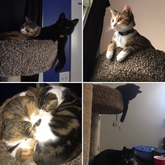 I HAVE CATS DISCLAIMER! - Picture 5 of 8